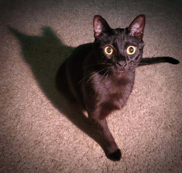 /Images/uploads/The Murphee and Sugar Angel Foundation/murpheeandsugar-pet-photo-contest-fundraiser/entries/27770thumb.jpg